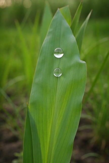 鸢尾花露珠微距视频